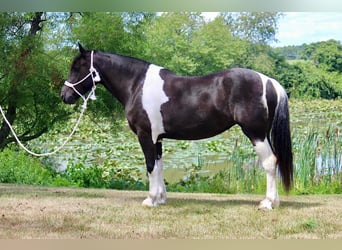Tinker Mix, Stute, 5 Jahre, 155 cm
