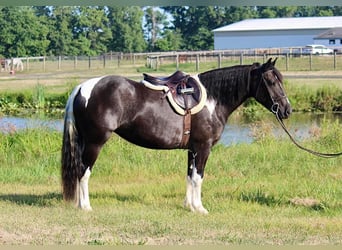 Tinker Mix, Stute, 5 Jahre, 155 cm