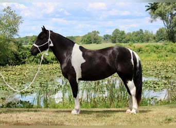 Tinker Mix, Stute, 5 Jahre, 155 cm