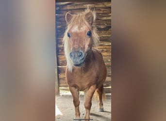 Tinker, Stute, 5 Jahre, 90 cm, Fuchs