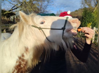 Tinker Mix, Stute, 5 Jahre