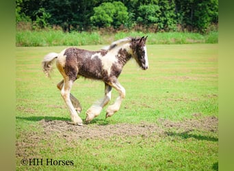 Tinker, Stute, 5 Jahre, Schecke