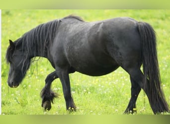 Tinker, Stute, 5 Jahre