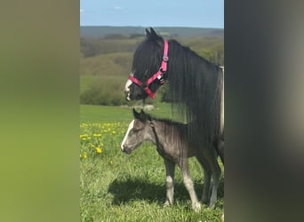 Tinker, Stute, 6 Jahre, 120 cm, Schecke