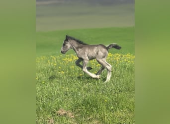 Tinker, Stute, 6 Jahre, 120 cm, Schecke