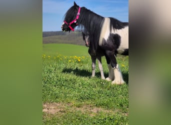 Tinker, Stute, 6 Jahre, 120 cm, Schecke