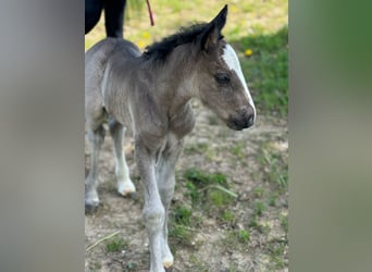 Tinker, Stute, 6 Jahre, 120 cm, Schecke