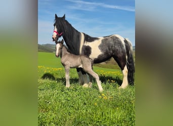 Tinker, Stute, 6 Jahre, 120 cm, Schecke