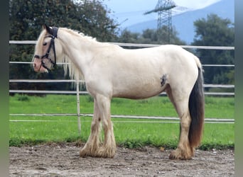 Tinker, Stute, 6 Jahre, 122 cm, Schecke