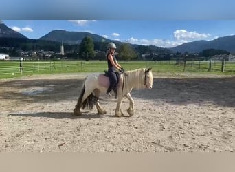 Tinker, Stute, 6 Jahre, 122 cm, Schecke