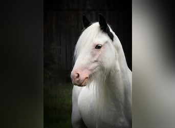 Tinker, Stute, 6 Jahre, 122 cm, Schecke