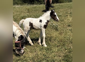 Tinker, Stute, 6 Jahre, 130 cm