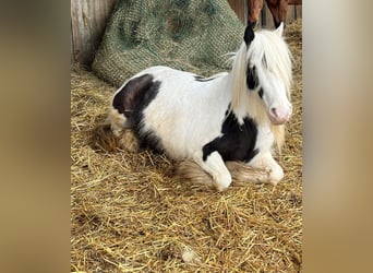 Tinker, Stute, 6 Jahre, 130 cm, Schecke
