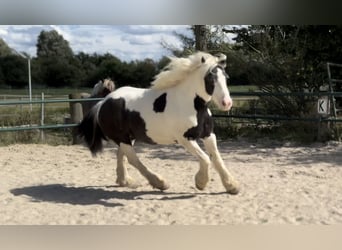 Tinker, Stute, 6 Jahre, 130 cm, Schecke