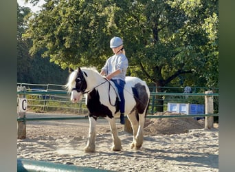 Tinker, Stute, 6 Jahre, 130 cm, Schecke