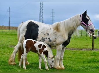 Tinker, Stute, 6 Jahre, 132 cm, Schecke