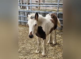 Tinker, Stute, 6 Jahre, 132 cm, Schecke