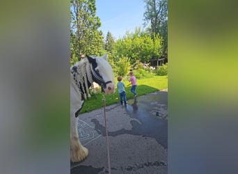 Tinker, Stute, 6 Jahre, 134 cm