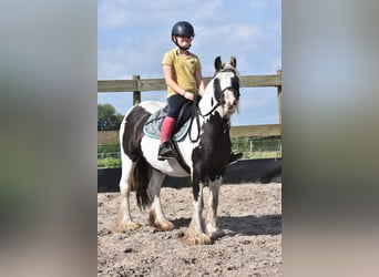 Tinker, Stute, 6 Jahre, 135 cm, Schecke