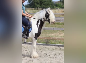 Tinker, Stute, 6 Jahre, 135 cm, Schecke