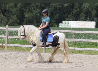 Tinker, Stute, 6 Jahre, 135 cm, Schecke