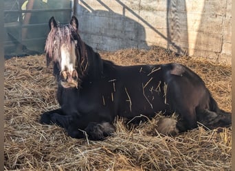 Tinker, Stute, 6 Jahre, 136 cm, Rappe