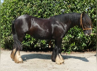 Tinker, Stute, 6 Jahre, 138 cm, Rappe