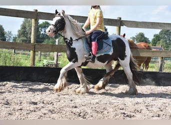 Tinker, Stute, 6 Jahre, 139 cm, Tobiano-alle-Farben
