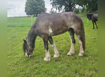 Tinker, Stute, 6 Jahre, 140 cm, Roan-Blue