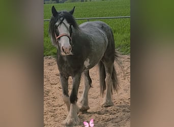 Tinker, Stute, 6 Jahre, 140 cm, Roan-Blue