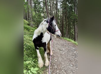 Tinker, Stute, 6 Jahre, 140 cm, Schecke