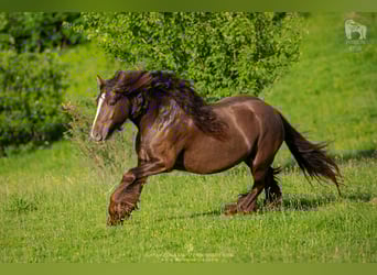 Tinker, Stute, 6 Jahre, 142 cm, Brauner