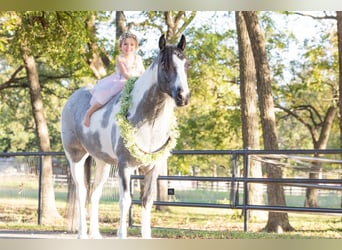 Tinker Mix, Stute, 6 Jahre, 145 cm, Roan-Blue