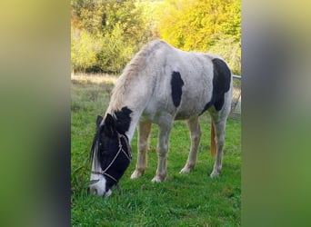 Tinker Mix, Stute, 6 Jahre, 146 cm