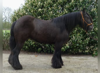 Tinker, Stute, 6 Jahre, 146 cm, Schwarzbrauner