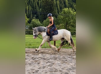 Tinker, Stute, 6 Jahre, 148 cm, Palomino