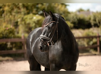 Tinker, Stute, 6 Jahre, 150 cm, Rappe