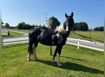 Tinker, Stute, 6 Jahre, 152 cm, Schecke