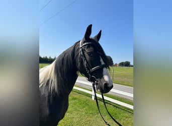 Tinker, Stute, 6 Jahre, 152 cm, Schecke