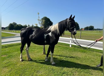 Tinker, Stute, 6 Jahre, 152 cm, Schecke