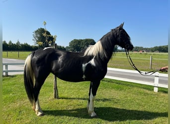 Tinker, Stute, 6 Jahre, 152 cm, Schecke