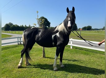 Tinker, Stute, 6 Jahre, 152 cm, Schecke