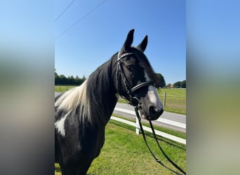 Tinker, Stute, 6 Jahre, 152 cm, Schecke