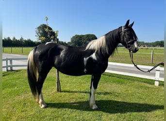 Tinker, Stute, 6 Jahre, 152 cm, Schecke