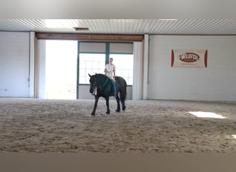 Tinker Mix, Stute, 6 Jahre, 155 cm, Rappe