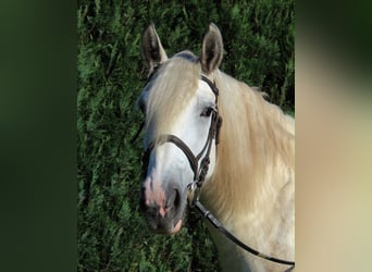 Tinker Mix, Stute, 6 Jahre, 155 cm, Schimmel