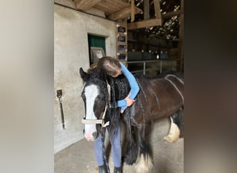 Tinker, Stute, 6 Jahre, Rappe