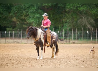 Tinker Mix, Stute, 6 Jahre, Schecke