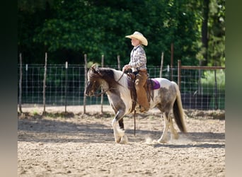 Tinker Mix, Stute, 6 Jahre, Schecke