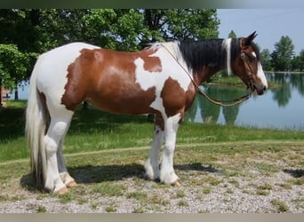 Tinker Mix, Stute, 6 Jahre
